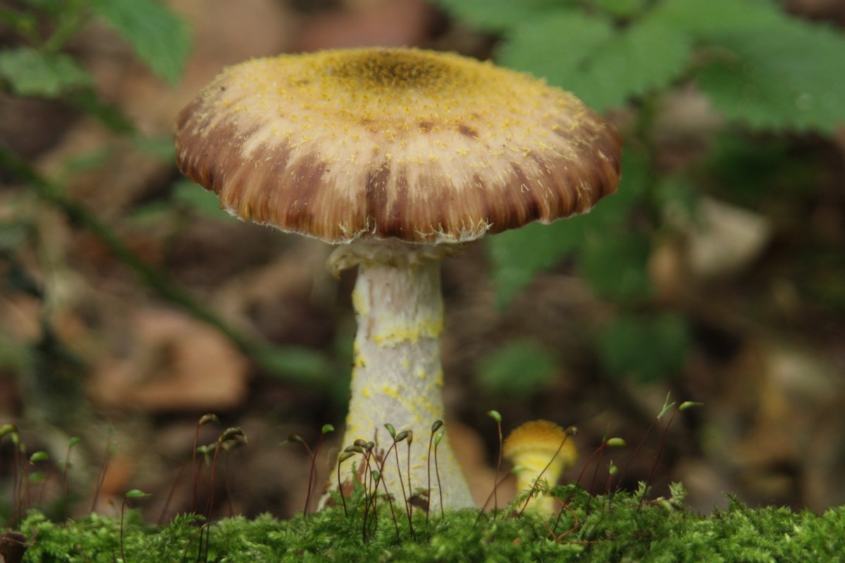 Armillaria lutea sl, incl. cepistipes (door Tjerk Nawijn)