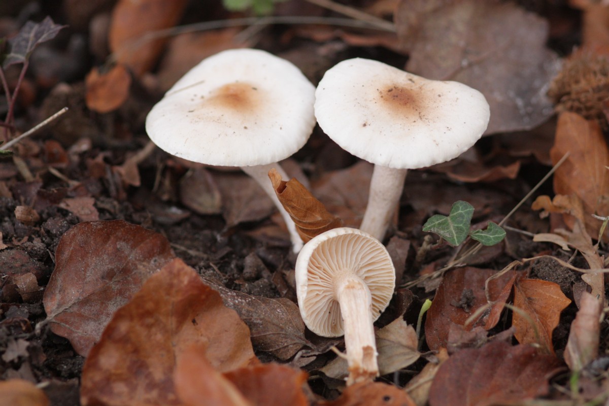 Hygrophorus unicolor (door Tjerk Nawijn)