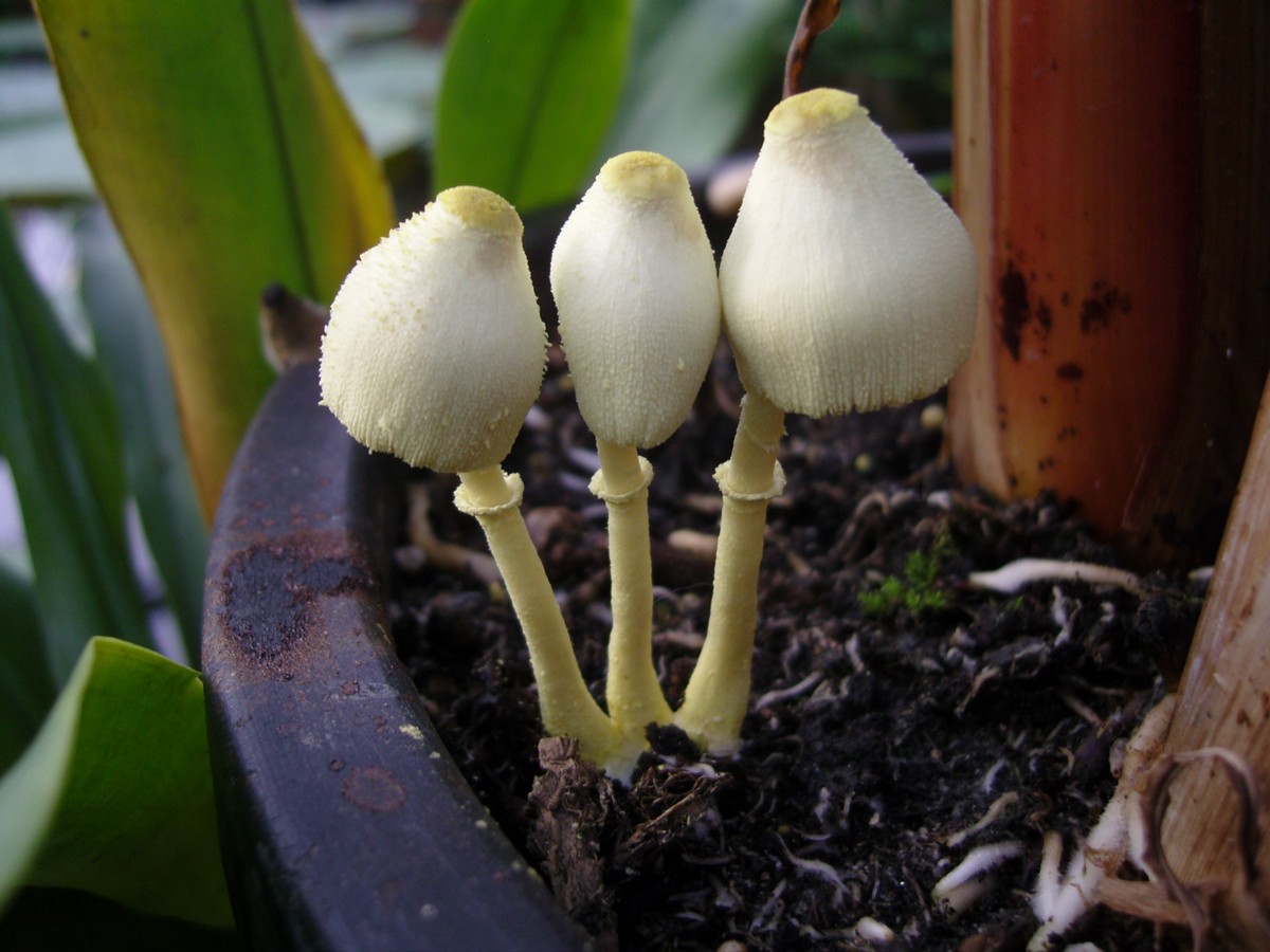 Leucocoprinus straminellus (door Tjerk Nawijn)