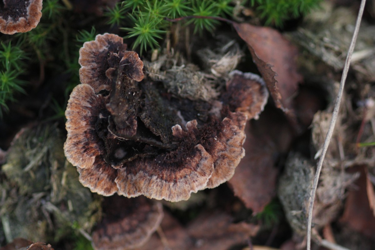 Thelephora terrestris (door Tjerk Nawijn)