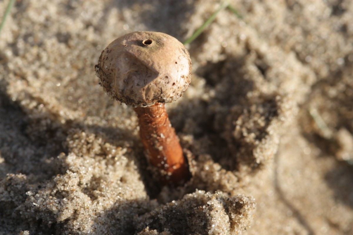 Tulostoma melanocyclum (door Tjerk Nawijn)