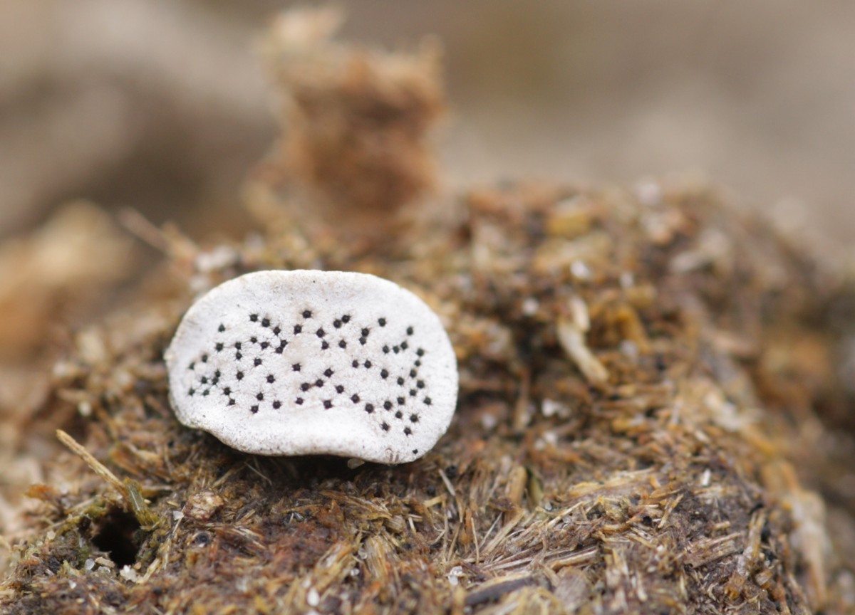 Poronia punctata (door Tjerk Nawijn)