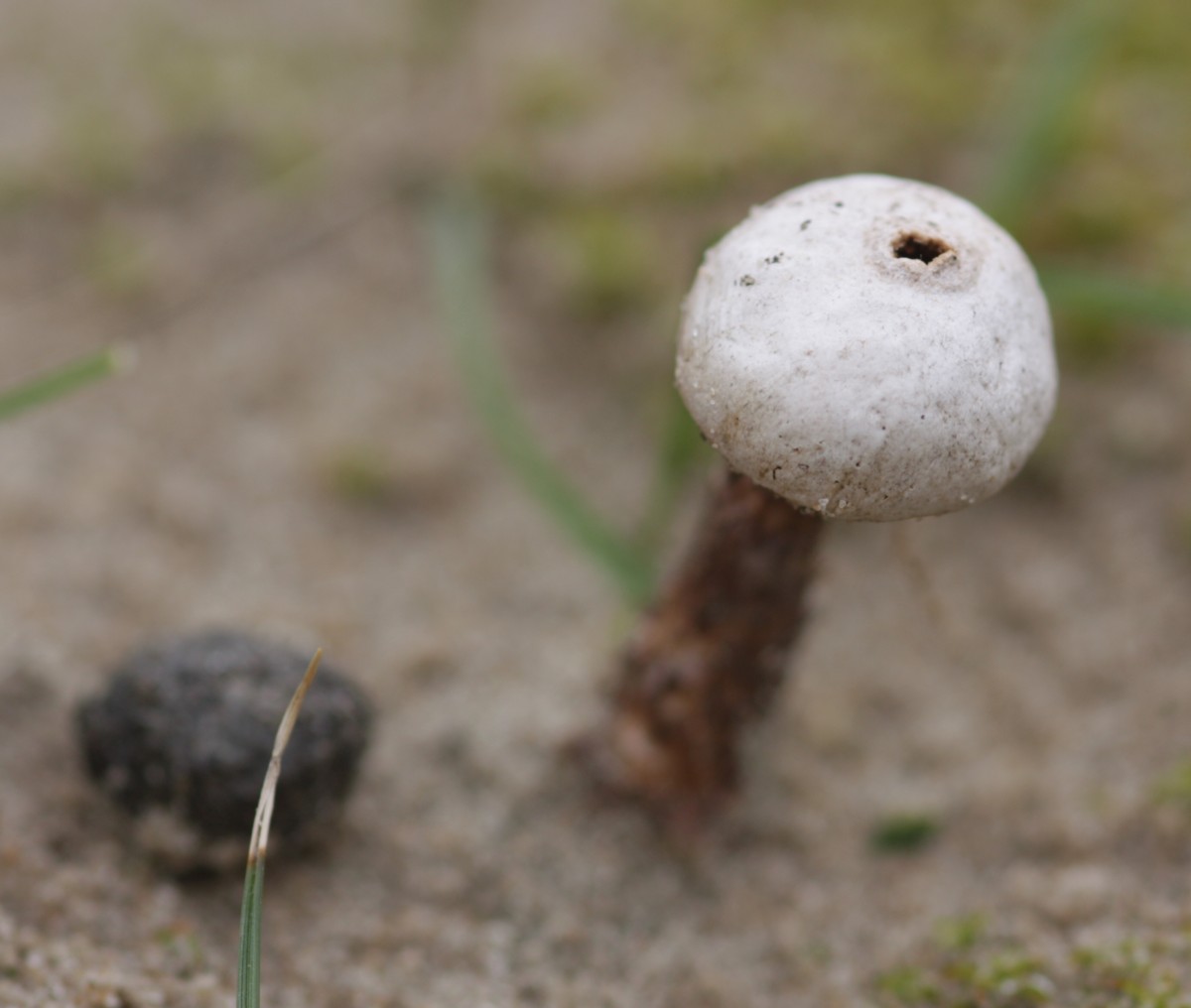 Tulostoma fimbriatum (door Tjerk Nawijn)