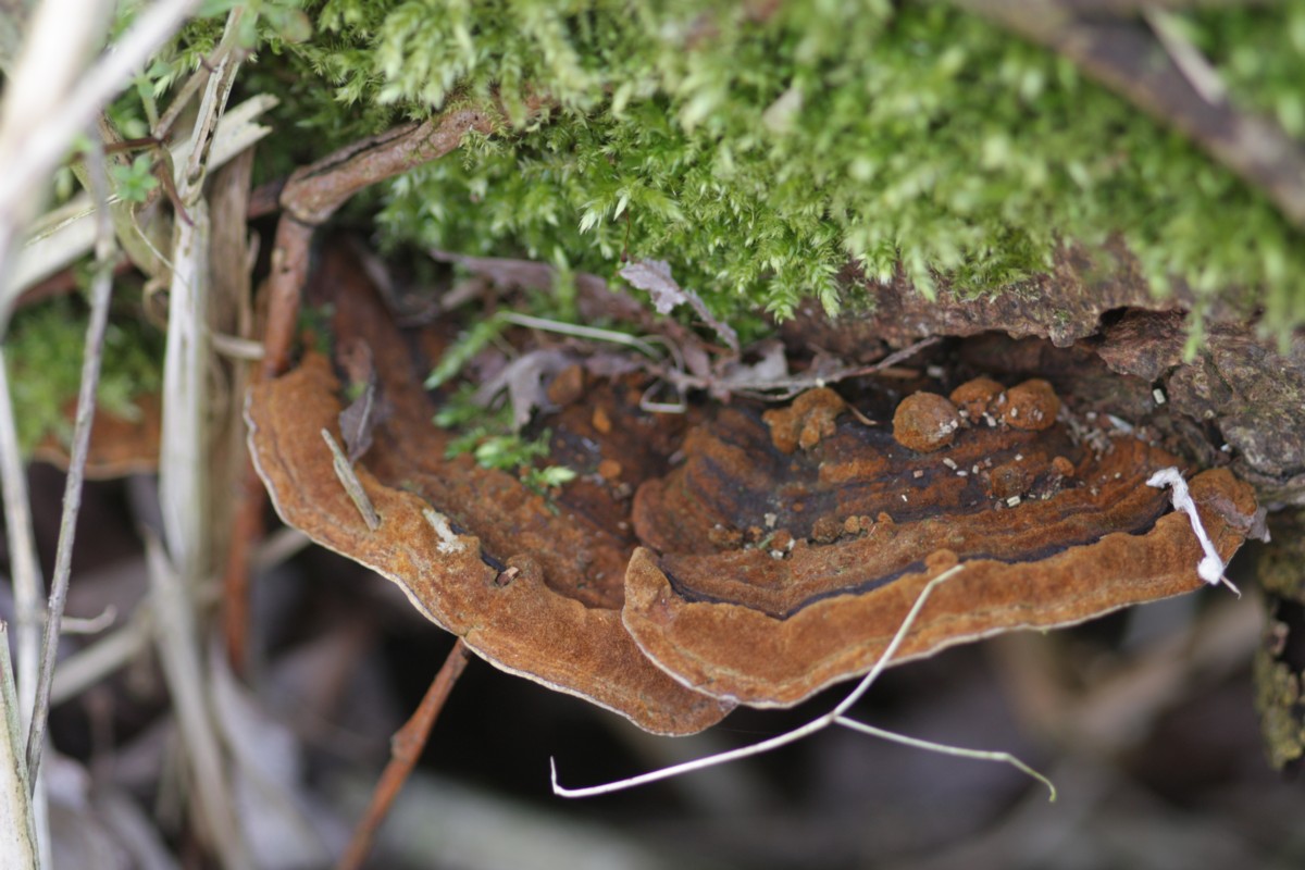 Phellinus conchatus (door Tjerk Nawijn)