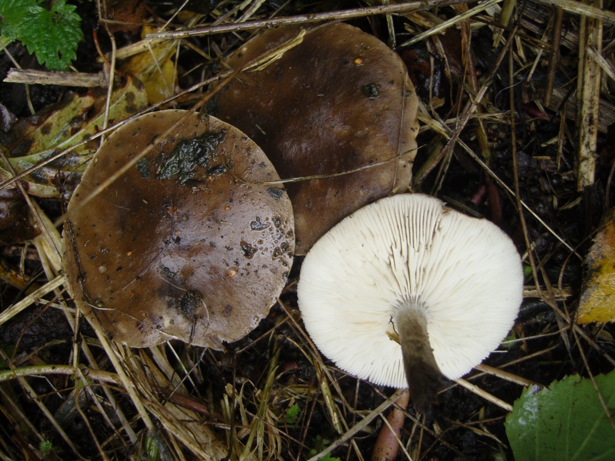 Melanoleuca polioleuca (door Tjerk Nawijn)