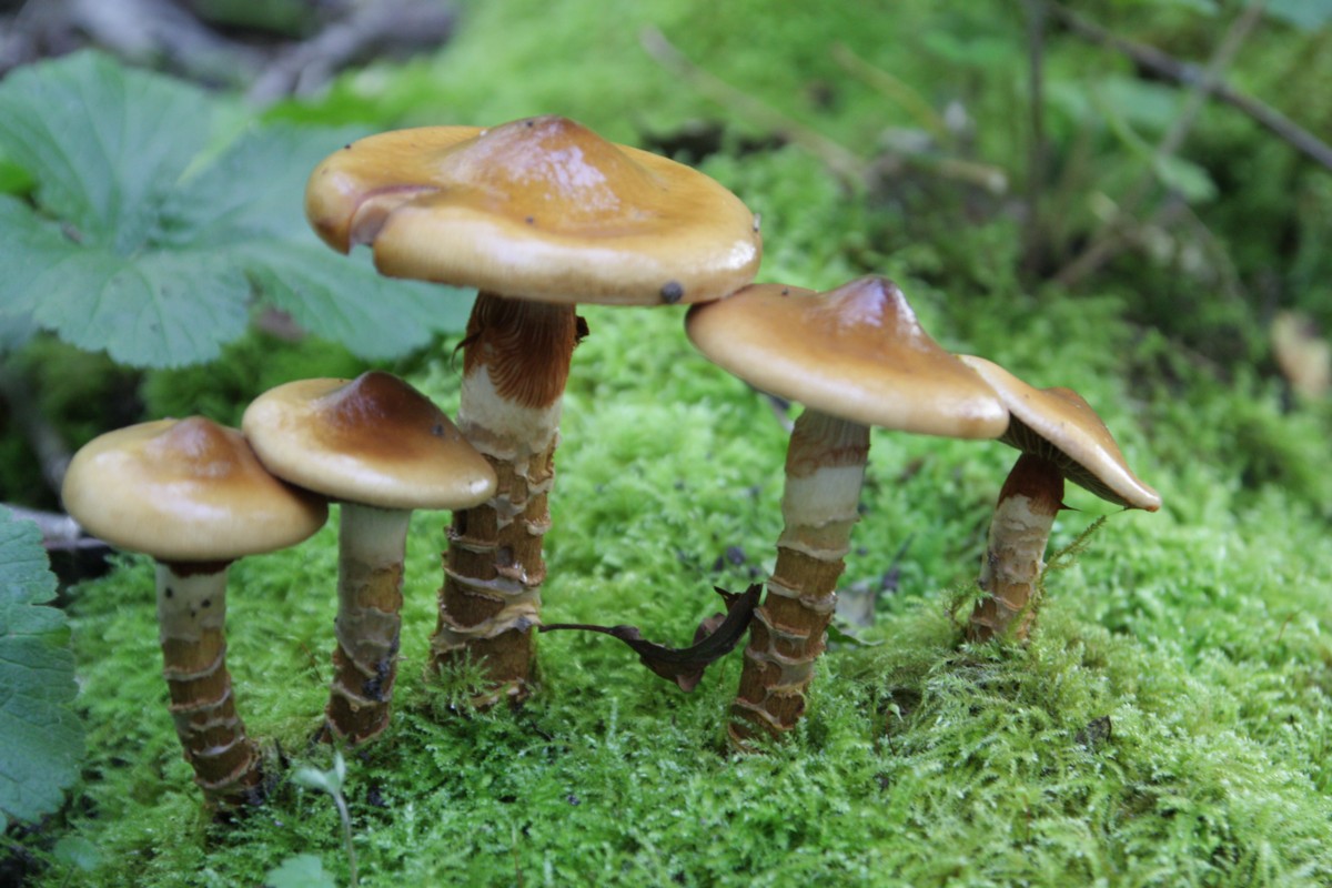 Cortinarius trivialis (door Tjerk Nawijn)