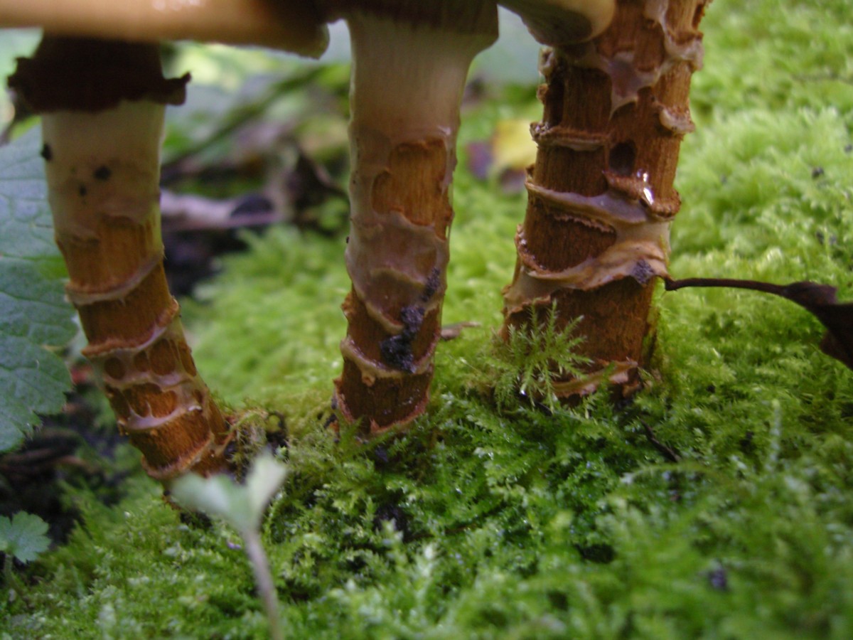 Cortinarius trivialis (door Tjerk Nawijn)