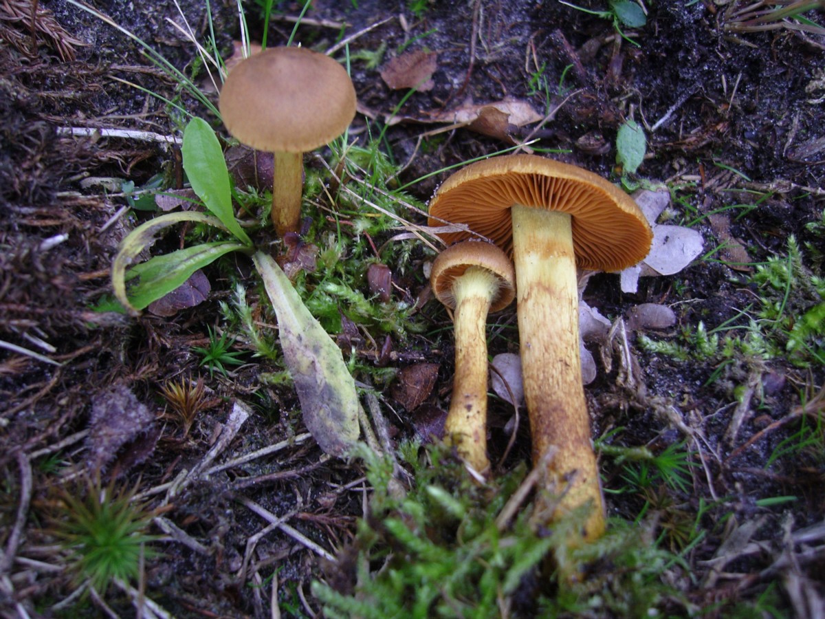 Cortinarius cinnamomeus (door Tjerk Nawijn)