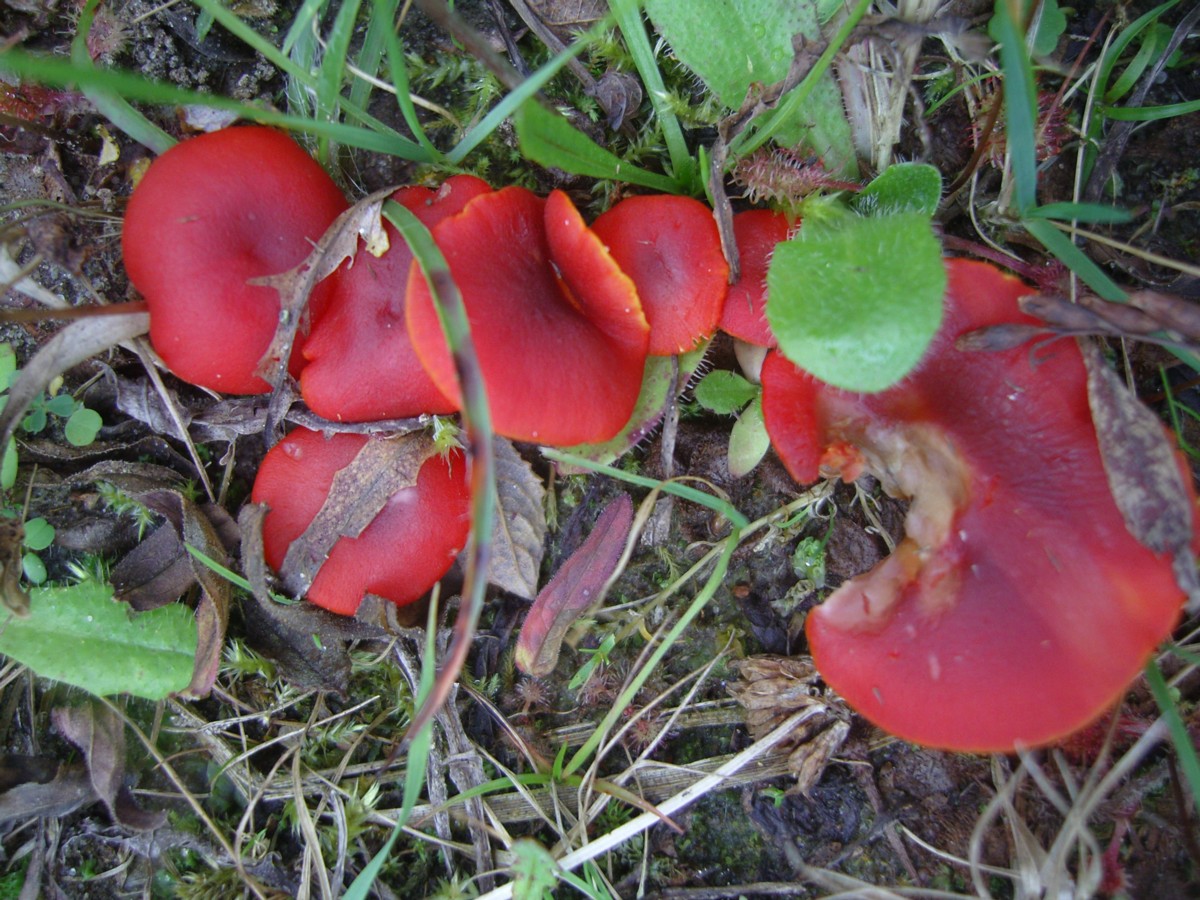 Hygrocybe phaeococcinea (door Tjerk Nawijn)