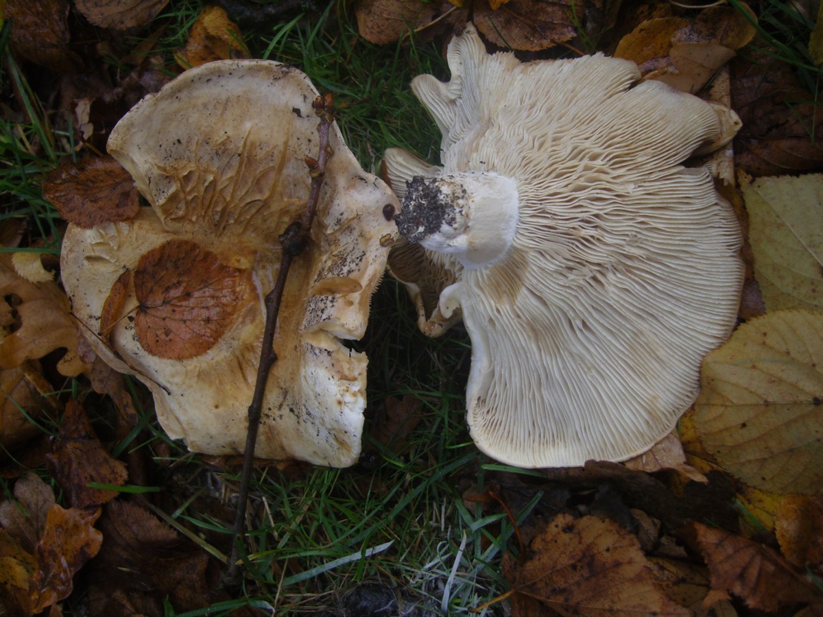 Russula delica (door Tjerk Nawijn)