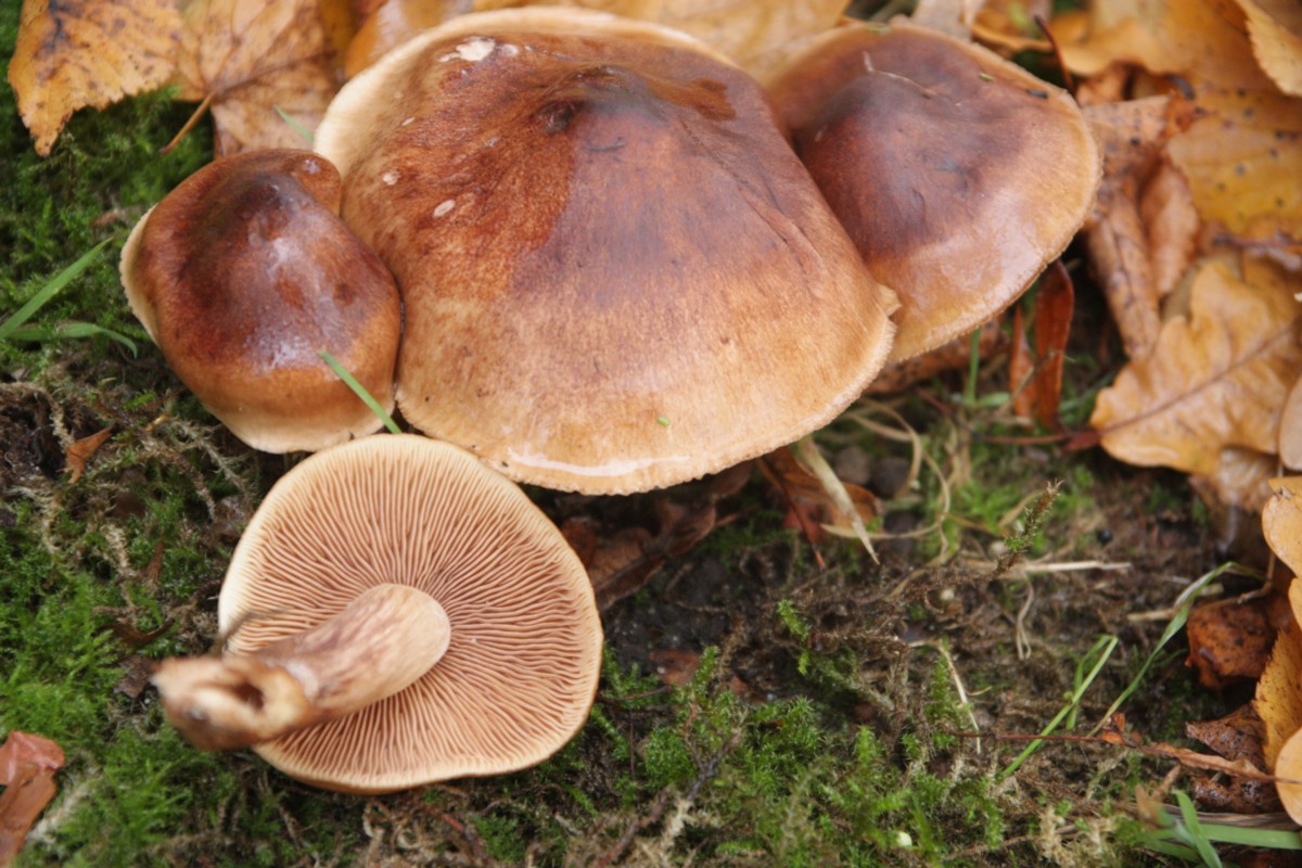 Tricholoma ustaloides (door Tjerk Nawijn)