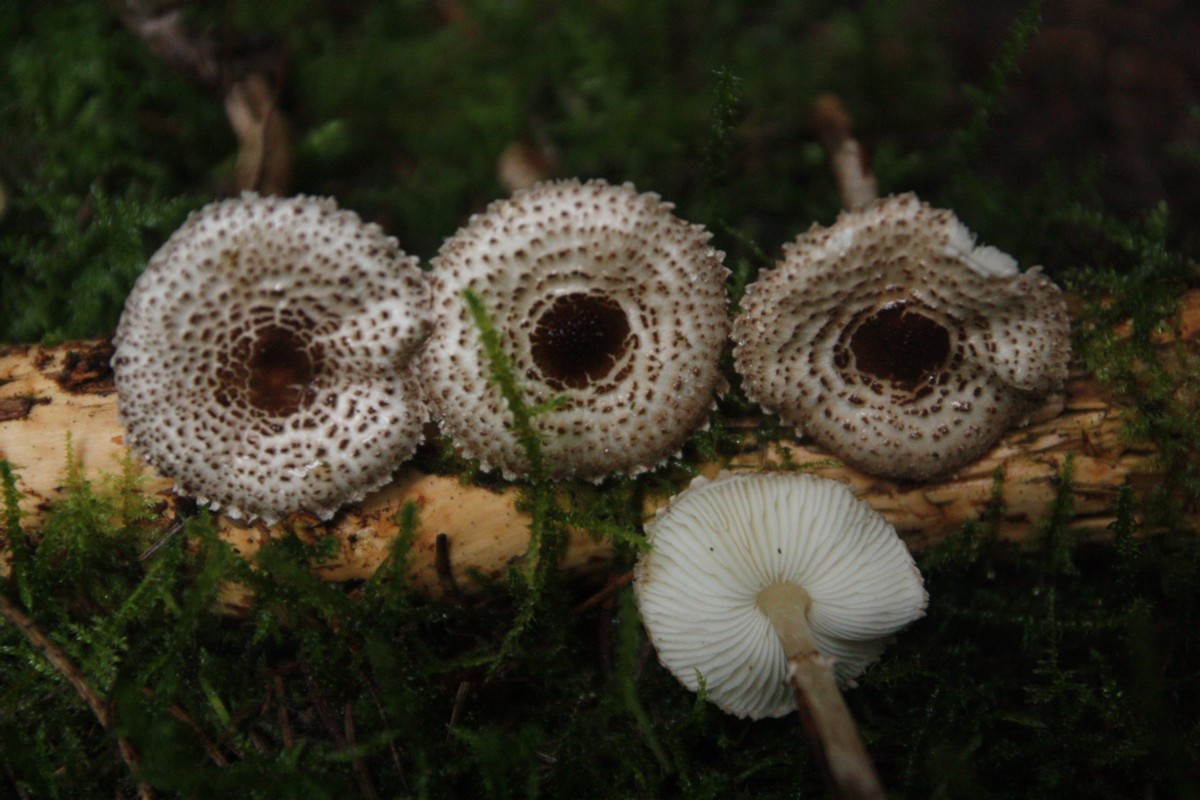 Lepiota felina (door Tjerk Nawijn)