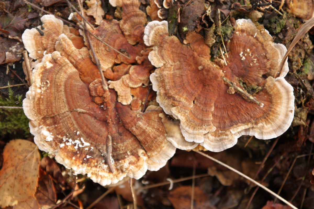 Trametes ochracea (door Tjerk Nawijn)