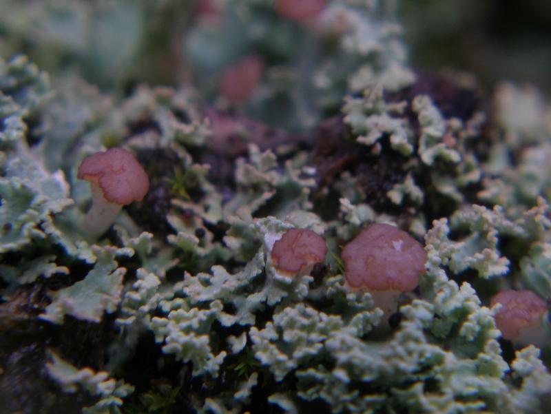 Cladonia caespiticia (door Maarten Langbroek)