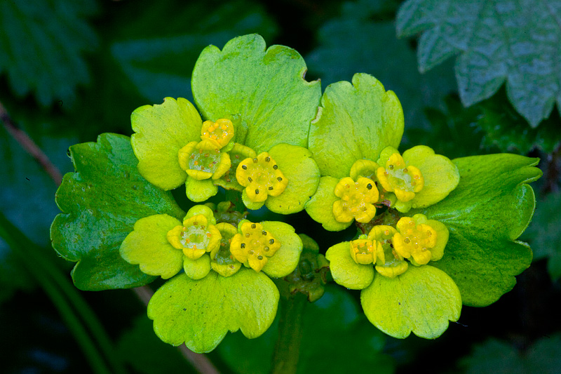 Chrysosplenium alternifolium (door John Breugelmans)