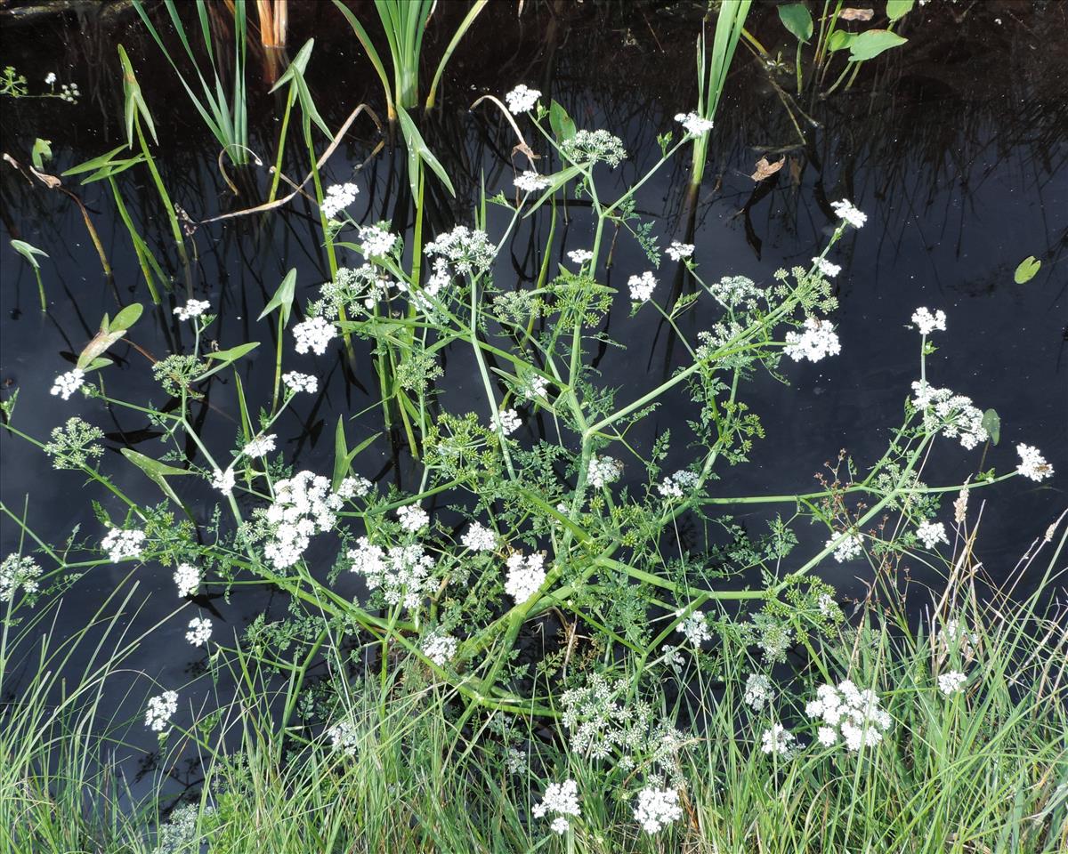 Oenanthe aquatica (door Wim van der Neut)