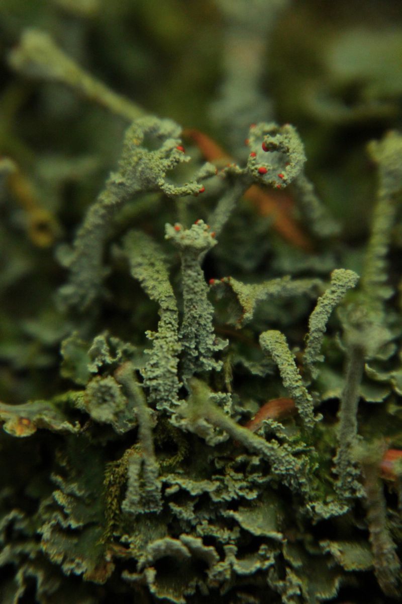 Cladonia digitata (door Maarten Langbroek)