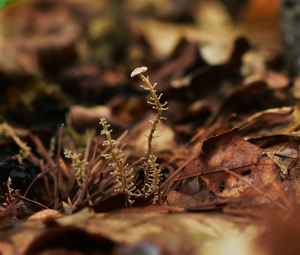 Dendrocollybia racemosa (door Ronald Morsink)