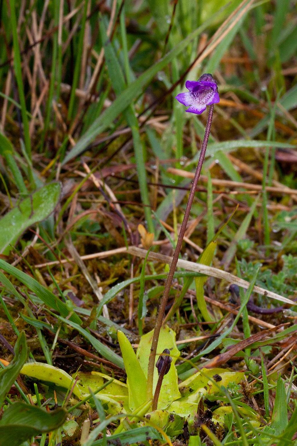 Pinguicula vulgaris (door John Breugelmans)