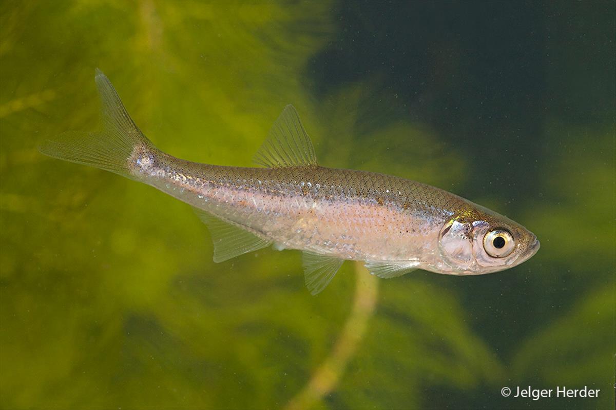 Leucaspius delineatus (door Jelger Herder)