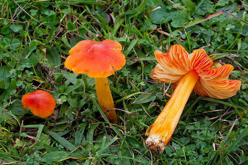 Hygrocybe intermedia (door John Breugelmans)