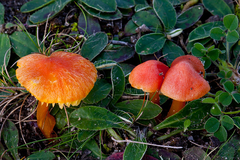 Hygrocybe intermedia (door John Breugelmans)