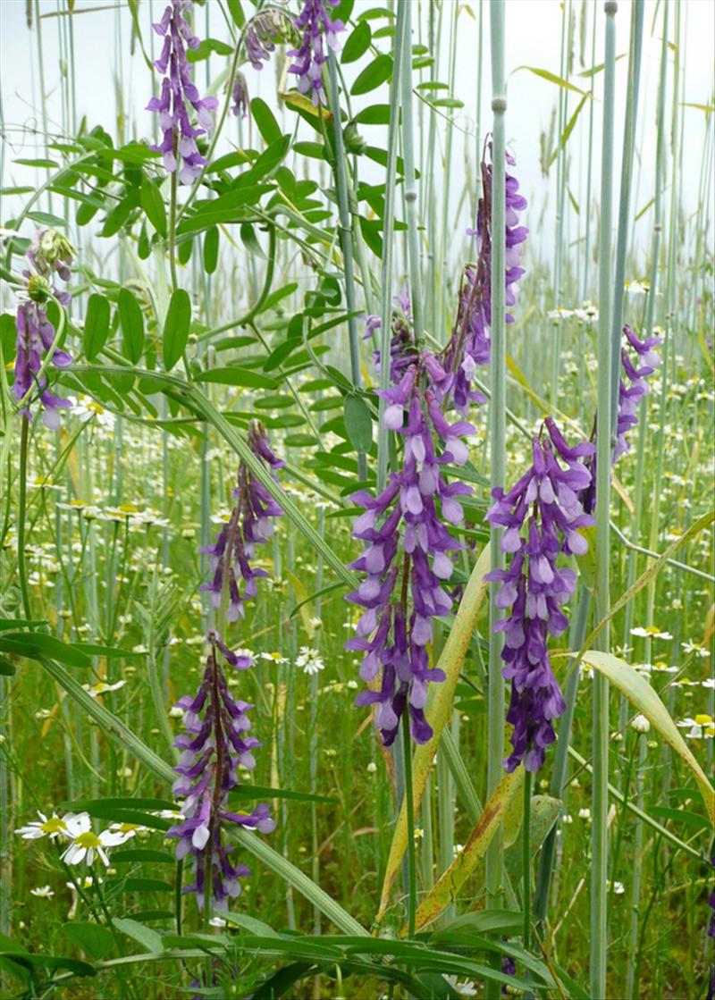 Vicia villosa (door Willie Riemsma)