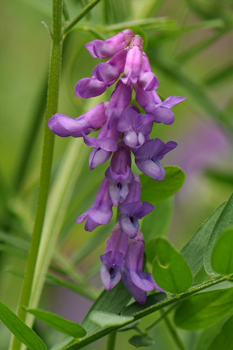 Vicia cracca (door Willie Riemsma)