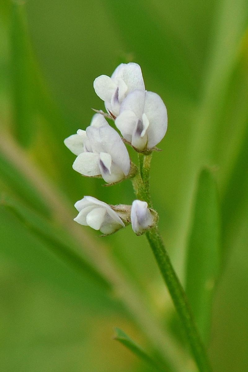 Vicia hirsuta (door Willie Riemsma)