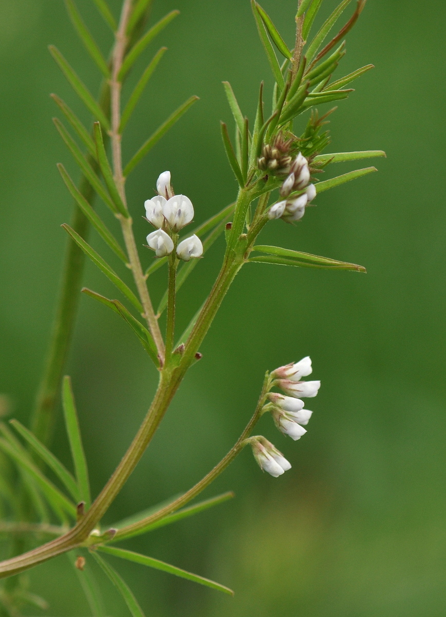 Vicia hirsuta (door Willie Riemsma)