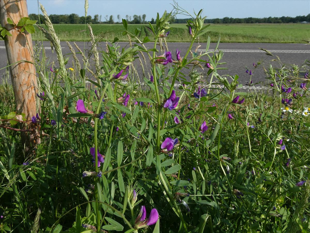 Vicia sativa subsp. segetalis (door Willie Riemsma)