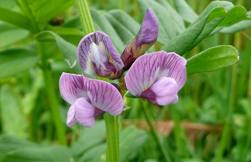 Vicia sepium (door Willie Riemsma)