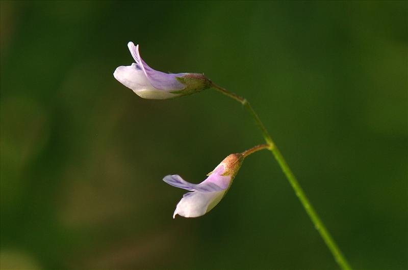 Vicia tetrasperma subsp. tetrasperma (door Willie Riemsma)