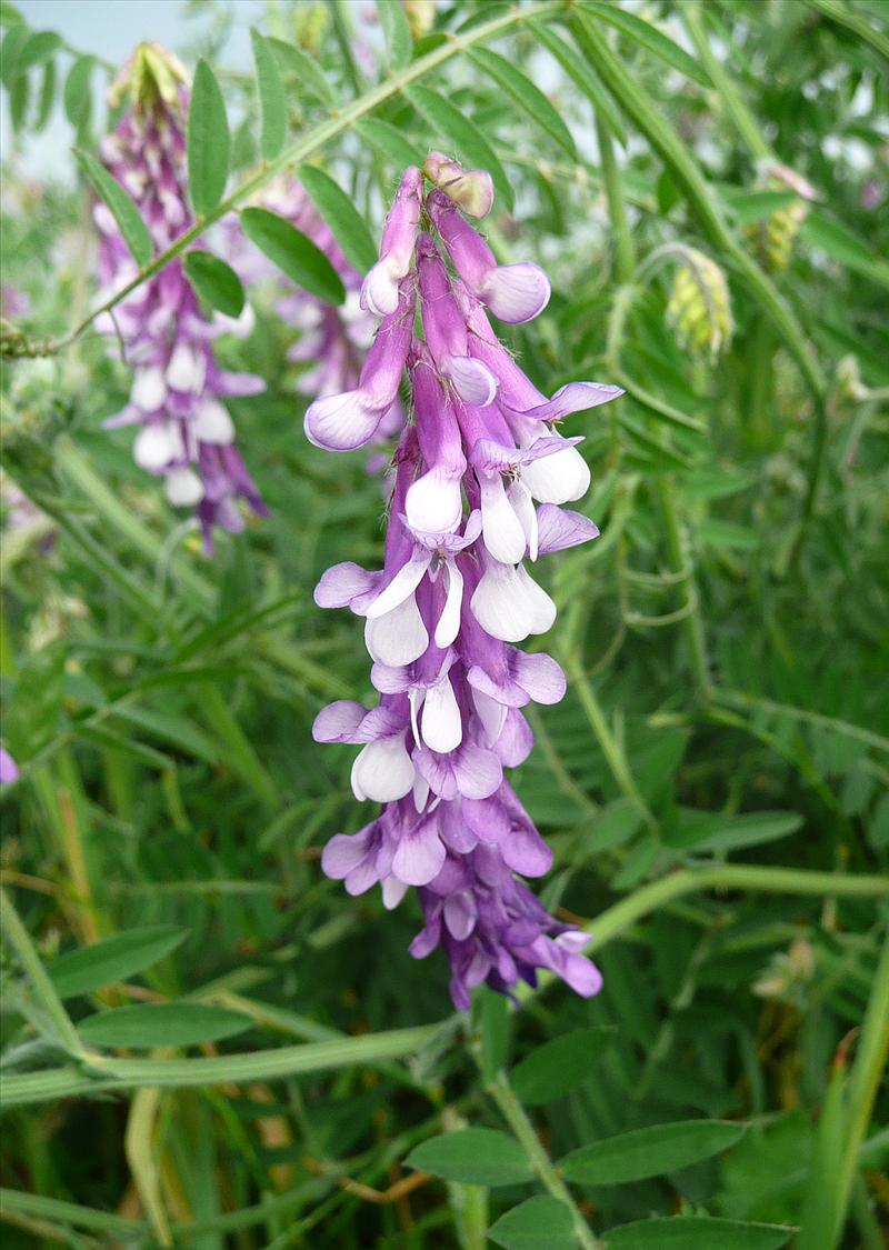 Vicia villosa (door Willie Riemsma)