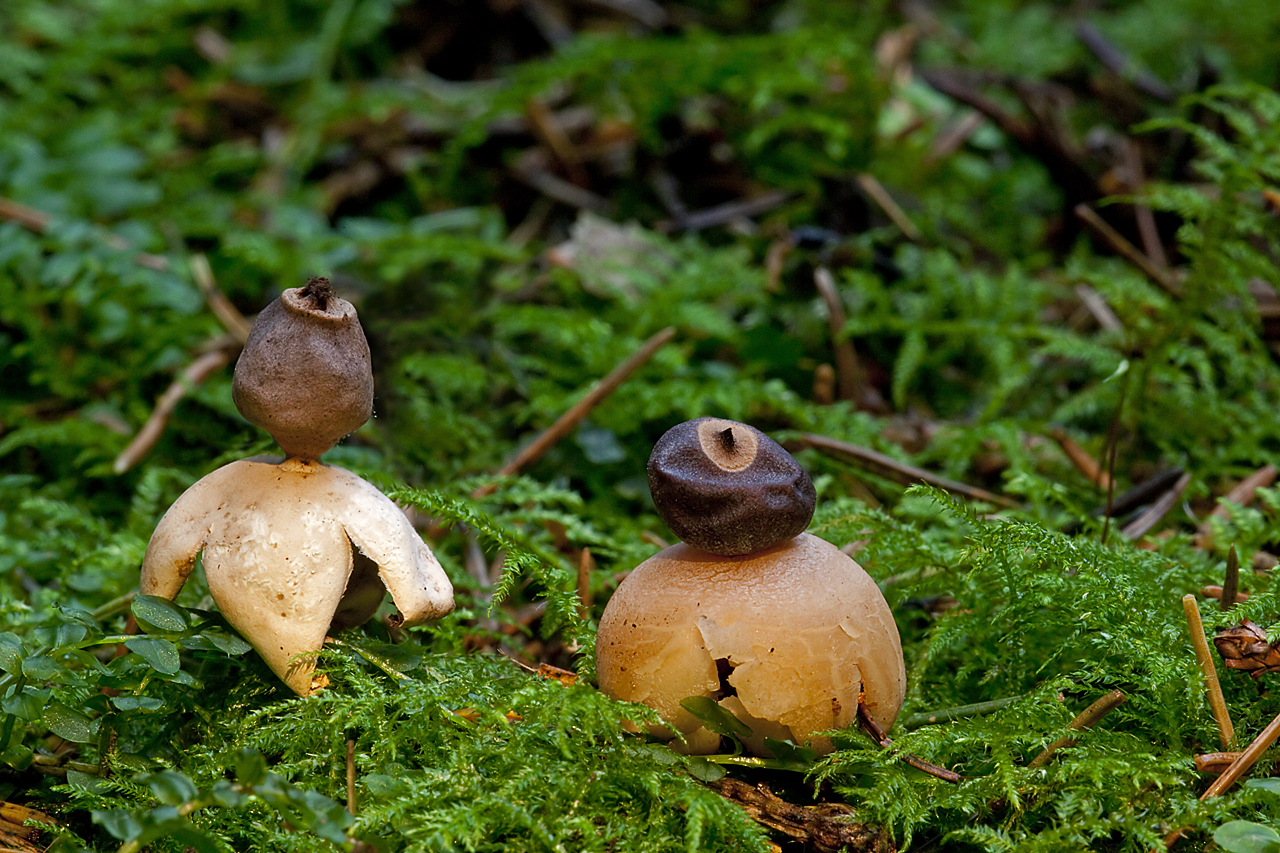 Geastrum quadrifidum (door John Breugelmans)