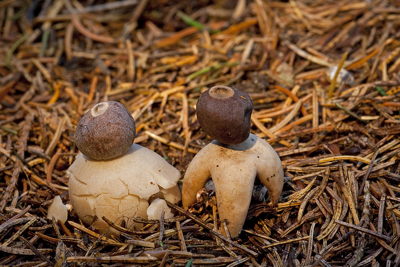 Geastrum quadrifidum (door John Breugelmans)