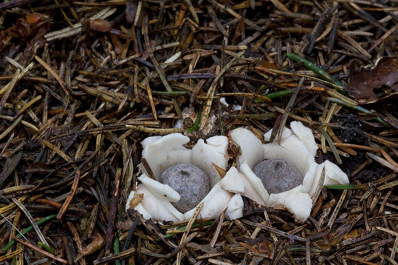 Geastrum quadrifidum (door John Breugelmans)