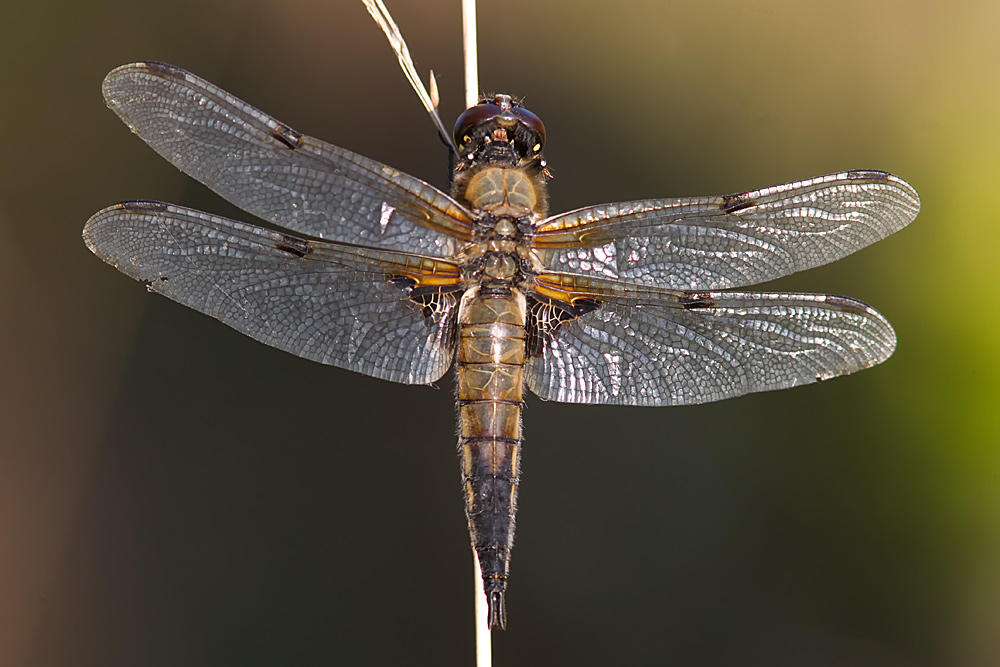 Libellula quadrimaculata (door John Breugelmans)