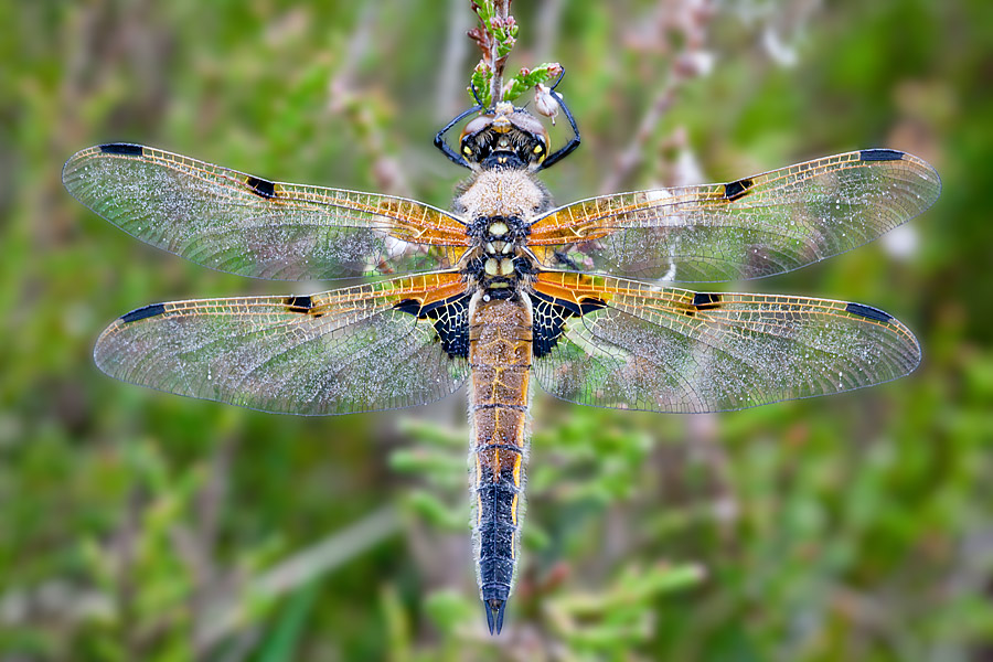 Libellula quadrimaculata (door John Breugelmans)