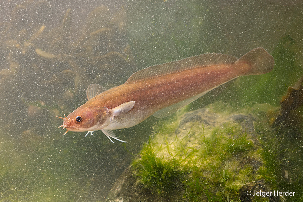 Ciliata mustela (door Jelger Herder)