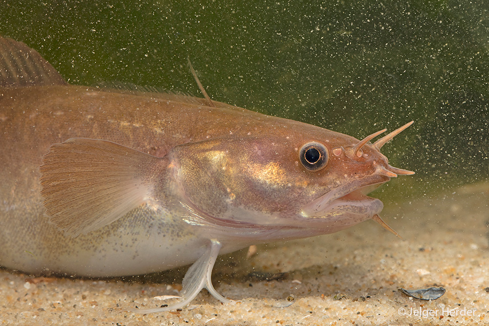 Ciliata mustela (door Jelger Herder)