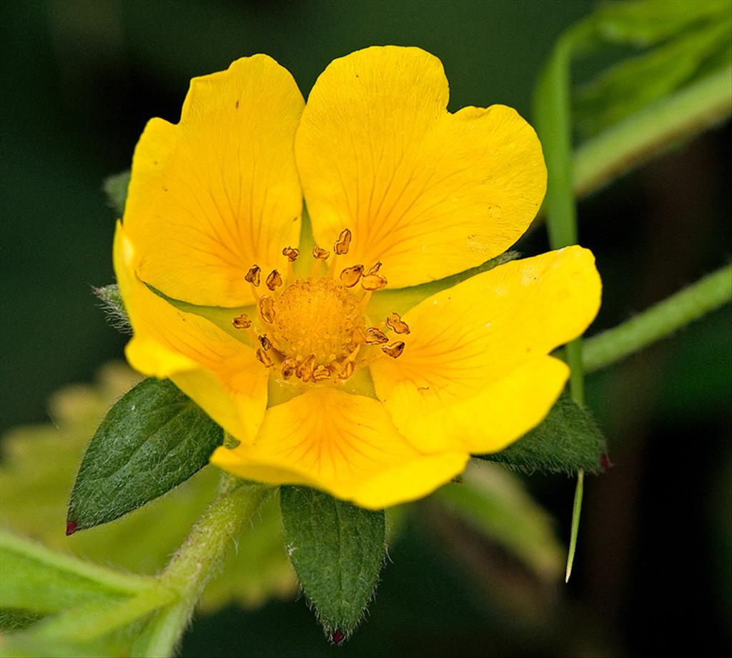 Potentilla reptans (door Wijnand van Buuren)