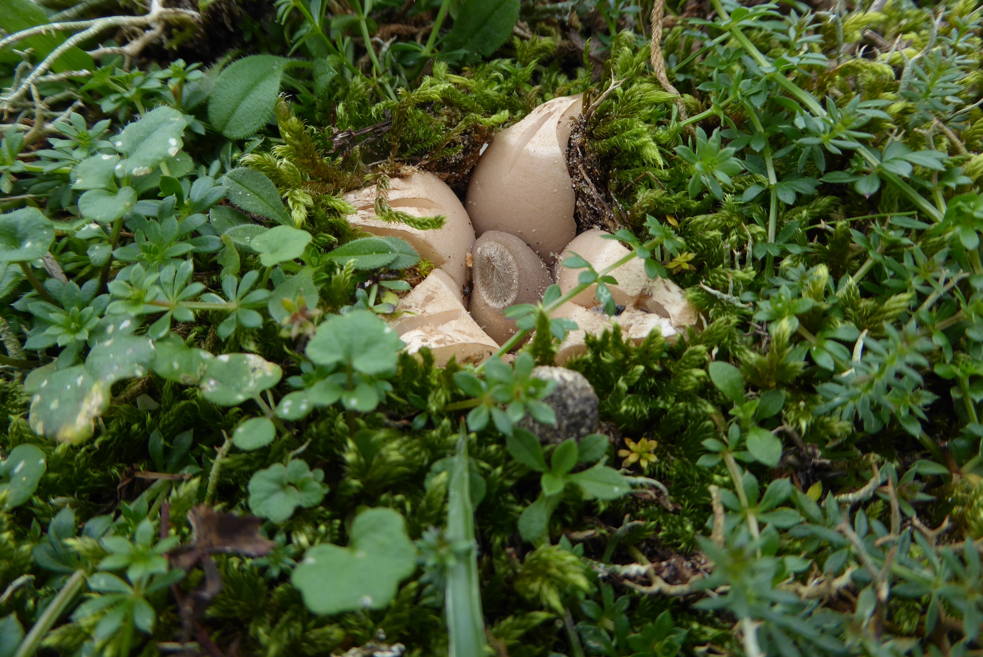 Geastrum saccatum (door Koen van Zoest)