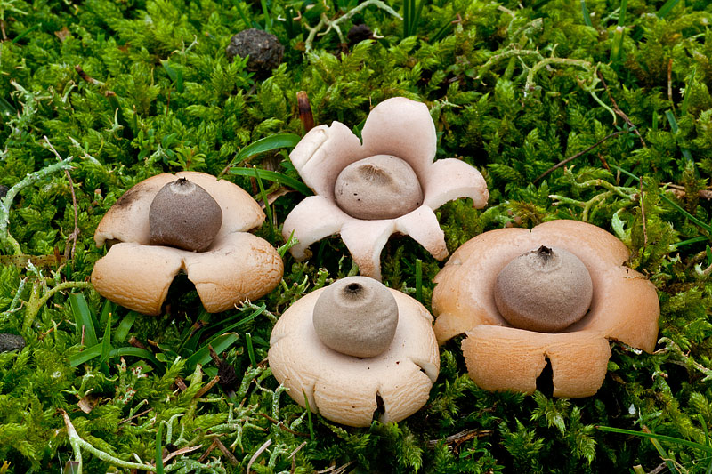 Geastrum saccatum (door John Breugelmans)