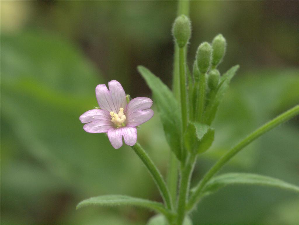 Epilobium parviflorum (door Peter Hegi)