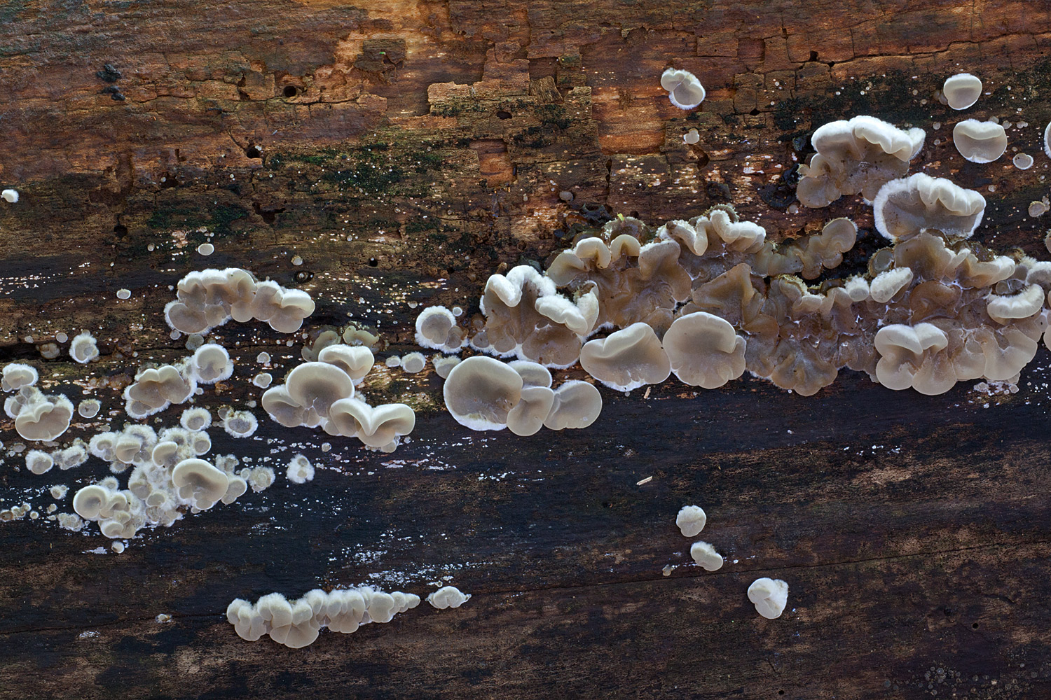 Auricularia mesenterica (door John Breugelmans)