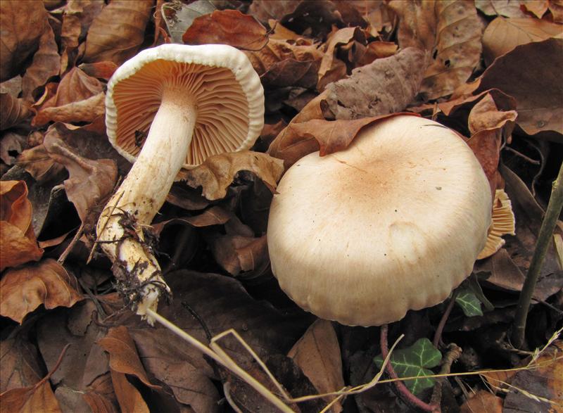 Hygrophorus nemoreus (door Hannie Wijers)