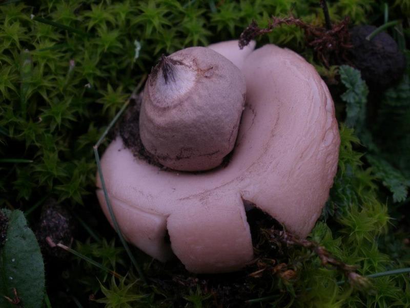 Geastrum saccatum (door Maarten Langbroek)