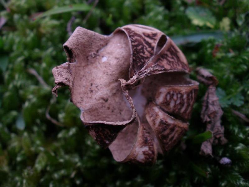 Geastrum saccatum (door Maarten Langbroek)