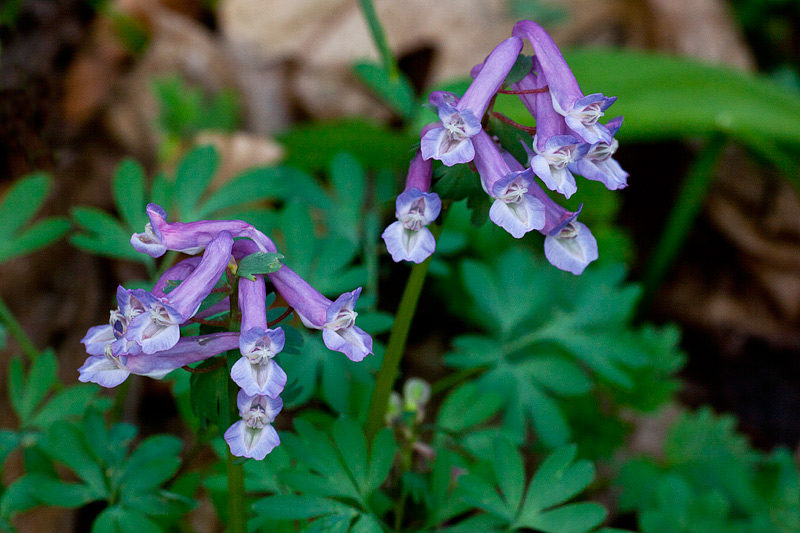 Corydalis solida (door John Breugelmans)